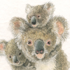 koalafamily