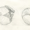 armadillos