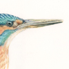 eisvogel