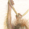orangutan1