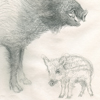wildschweine